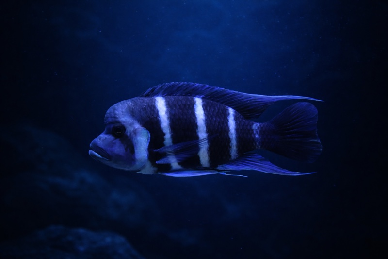 Cyphotilapia gibberosa 'Mikula'